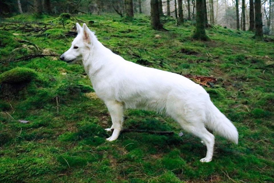Midna De La Champagne Picarde
