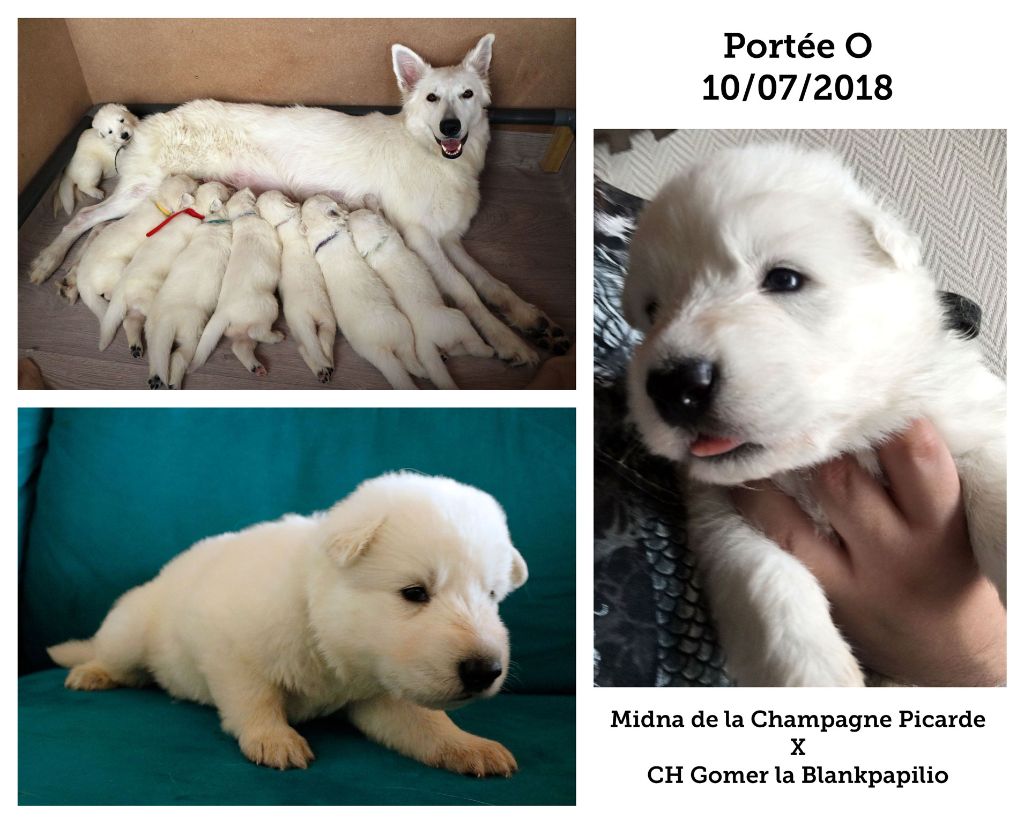 Suicide Squad's - Berger Blanc Suisse - Portée née le 10/07/2018