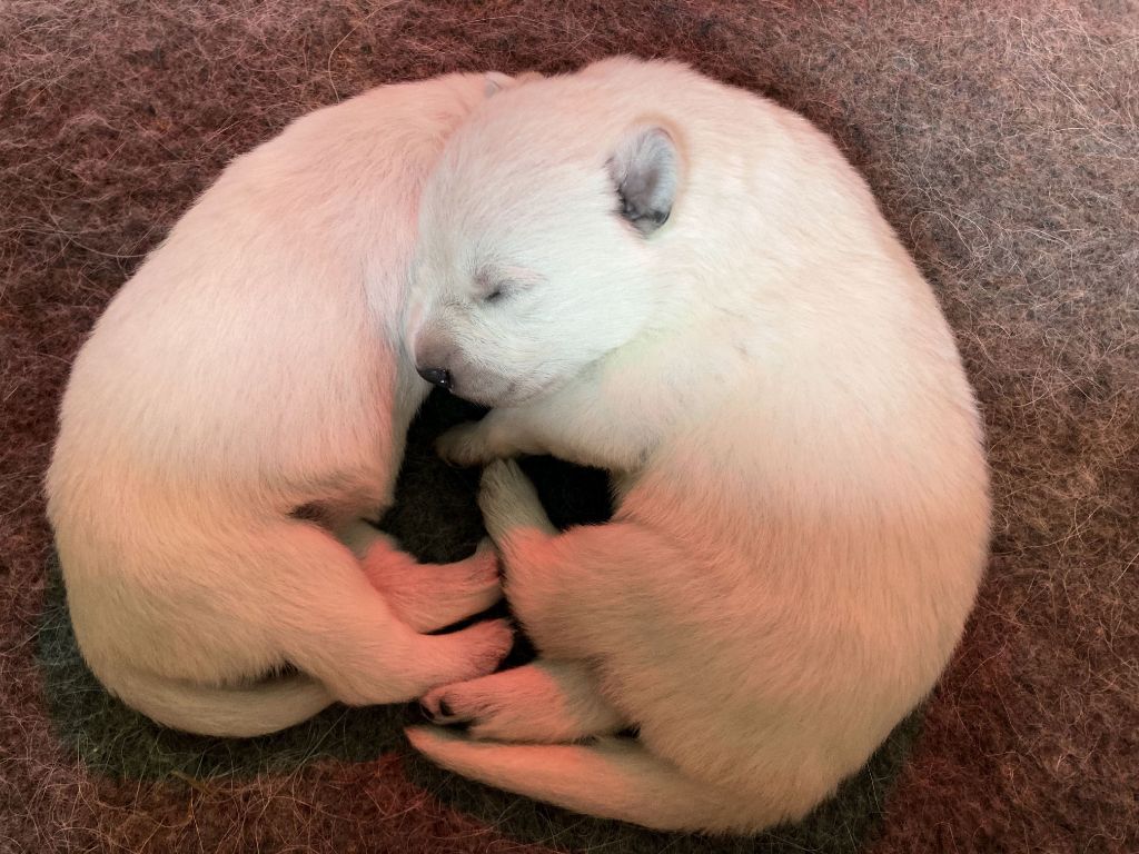 Suicide Squad's - Berger Blanc Suisse - Portée née le 13/12/2022