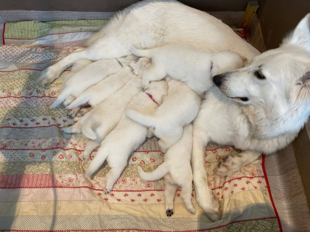 Suicide Squad's - Berger Blanc Suisse - Portée née le 06/07/2020