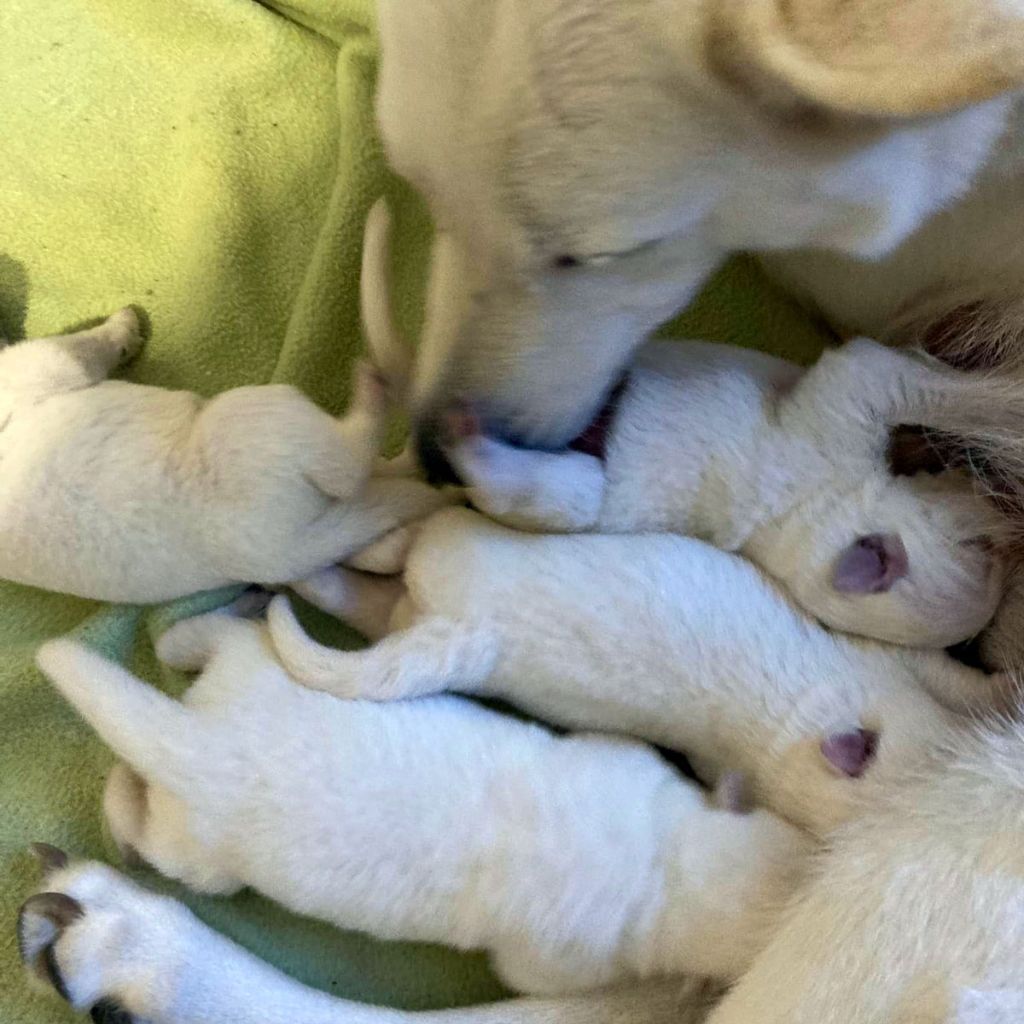Chiot Berger Blanc Suisse Suicide Squad's